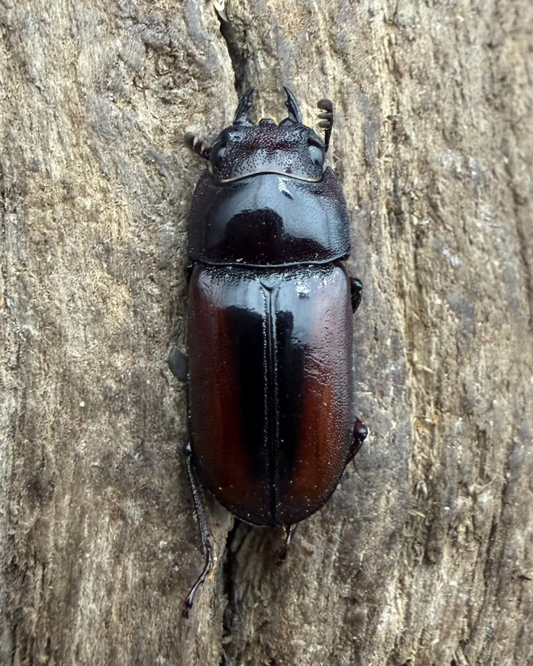 【WF4】《プセウダクシスコクワ 30mm ♂♀♀トリオ》