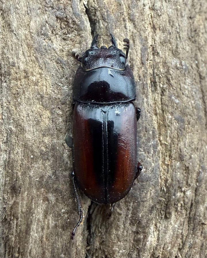 【WF4】《プセウダクシスコクワ 30mm ♂♀♀トリオ》