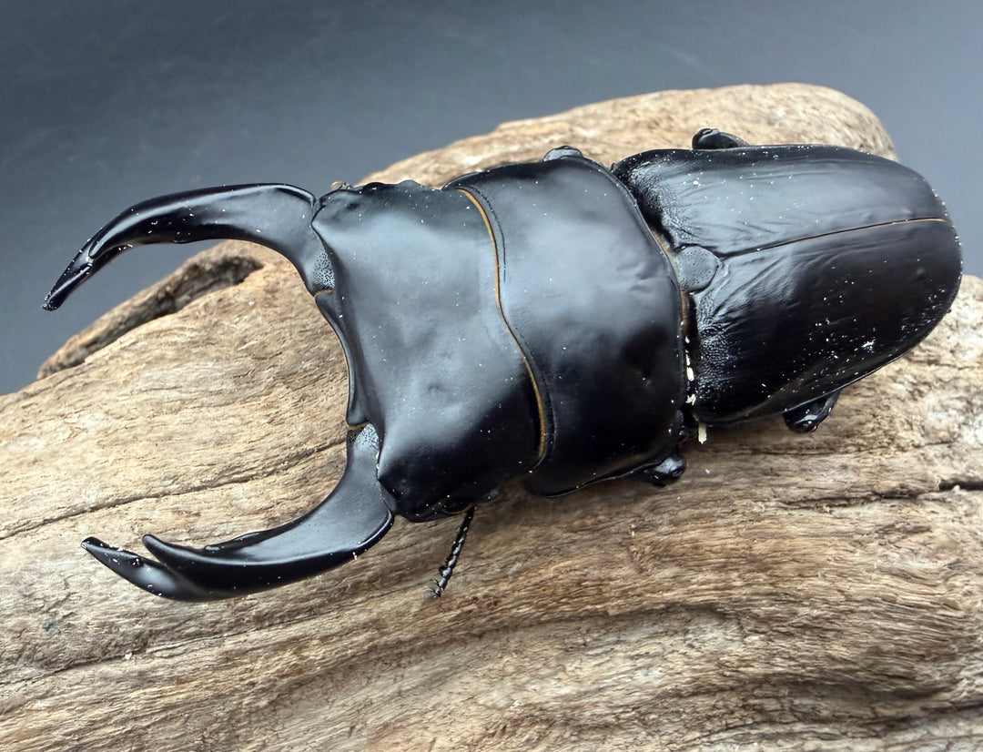 《オオクワガタ 能勢YG血統 85.5mm ペア》