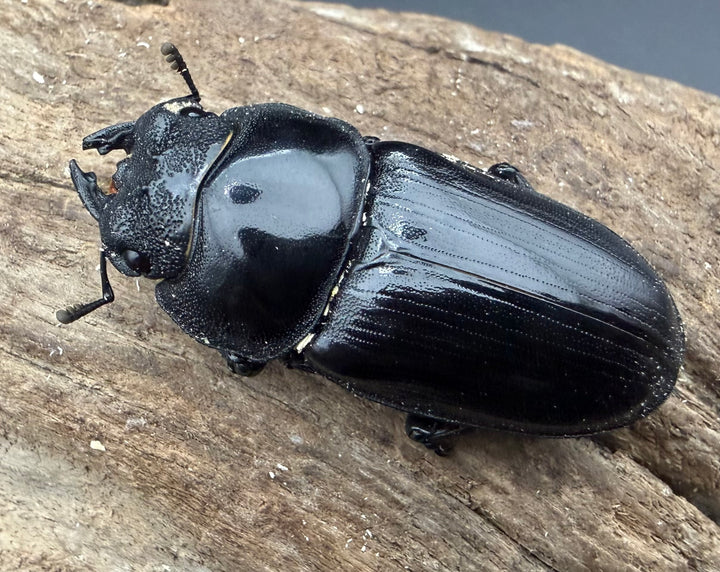 《オオクワガタ 能勢YG血統 47mm ♀単》