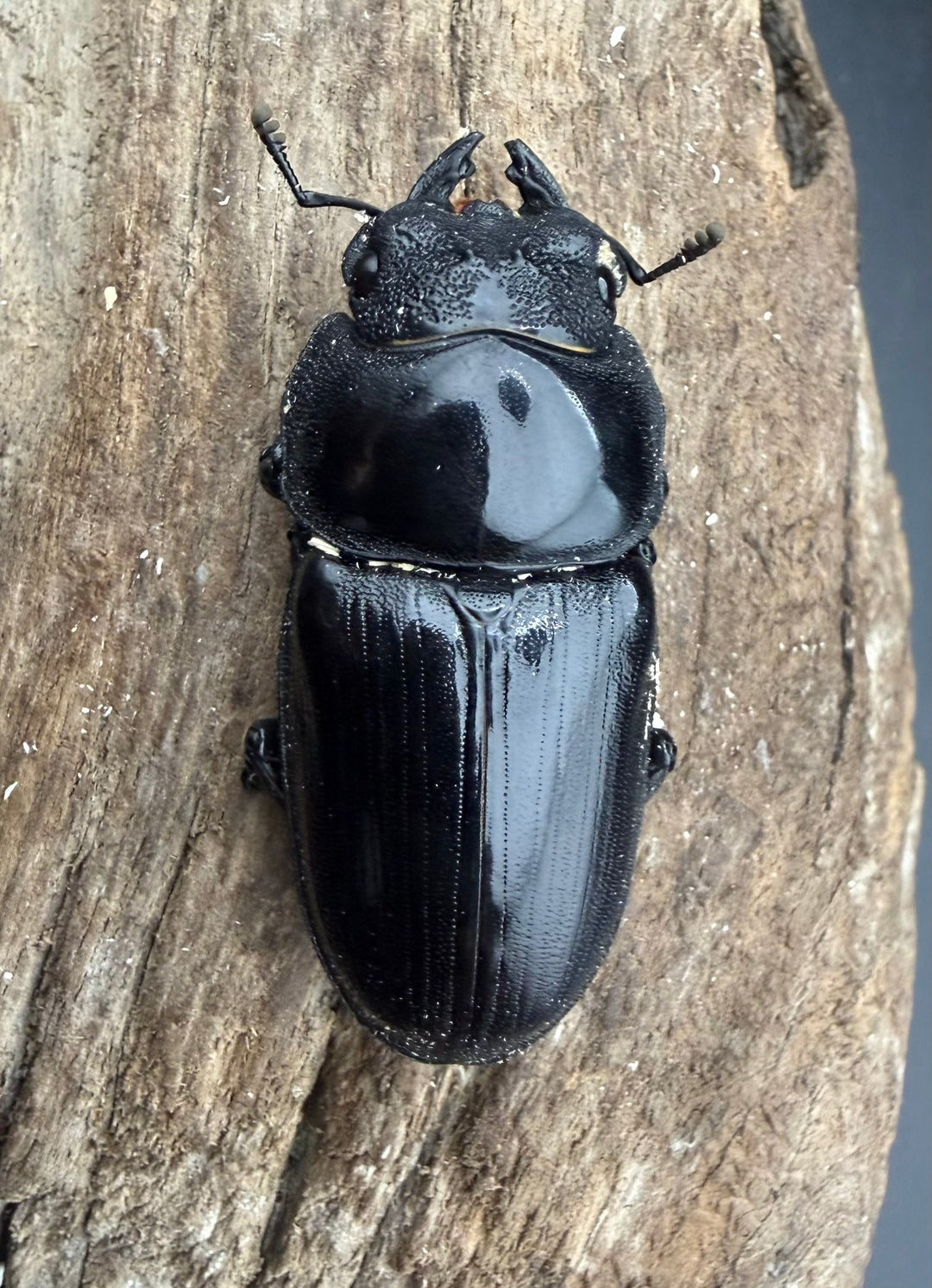 《オオクワガタ 能勢YG血統 47mm ♀単》