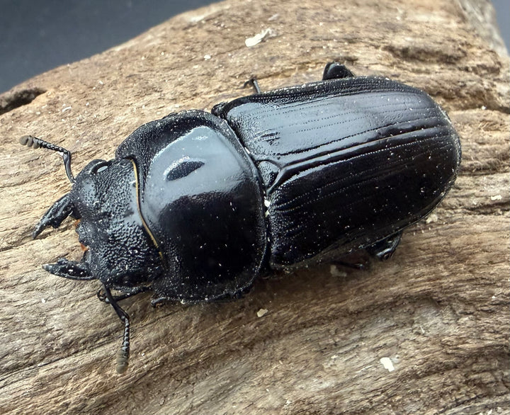 《オオクワガタ 能勢YG血統 50mm ♀単》
