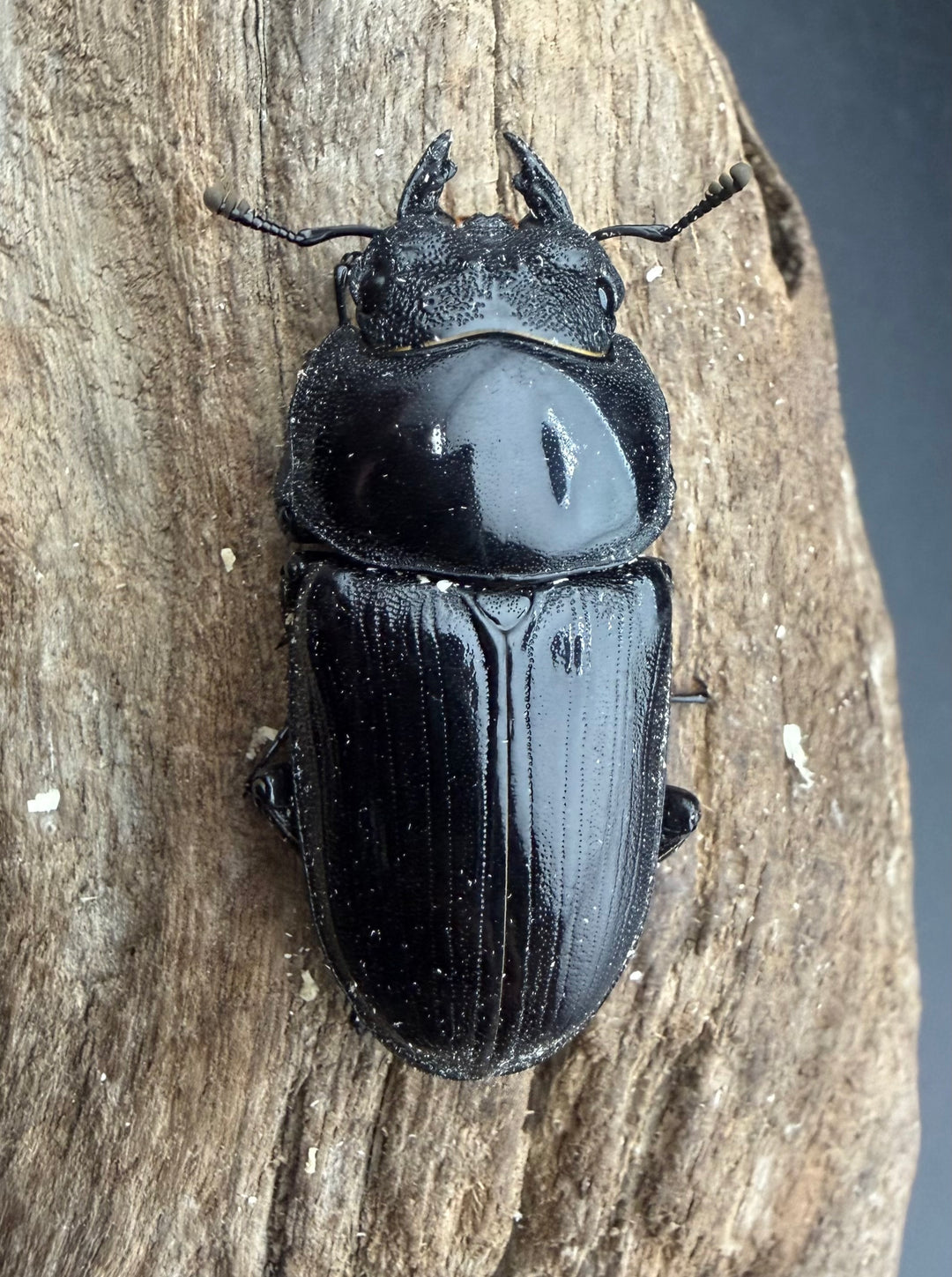 《オオクワガタ 能勢YG血統 50mm ♀単》