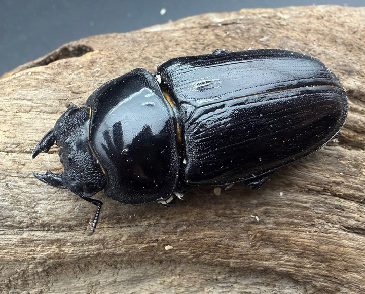 《オオクワガタ 能勢SR血統 52mm ♀単》