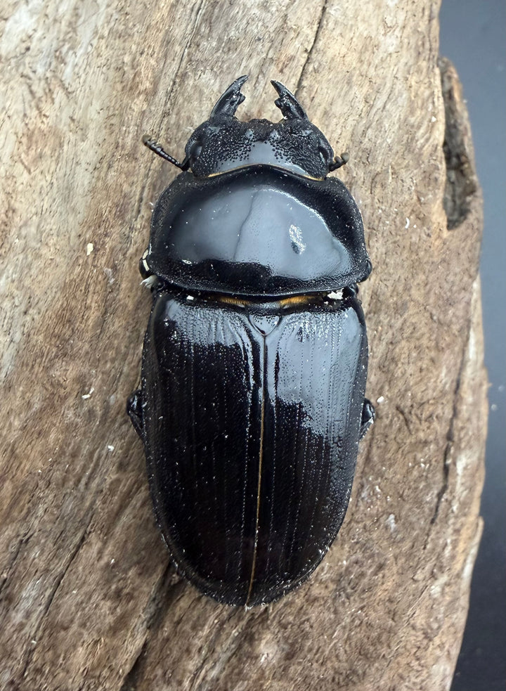 《オオクワガタ 能勢SR血統 52mm ♀単》