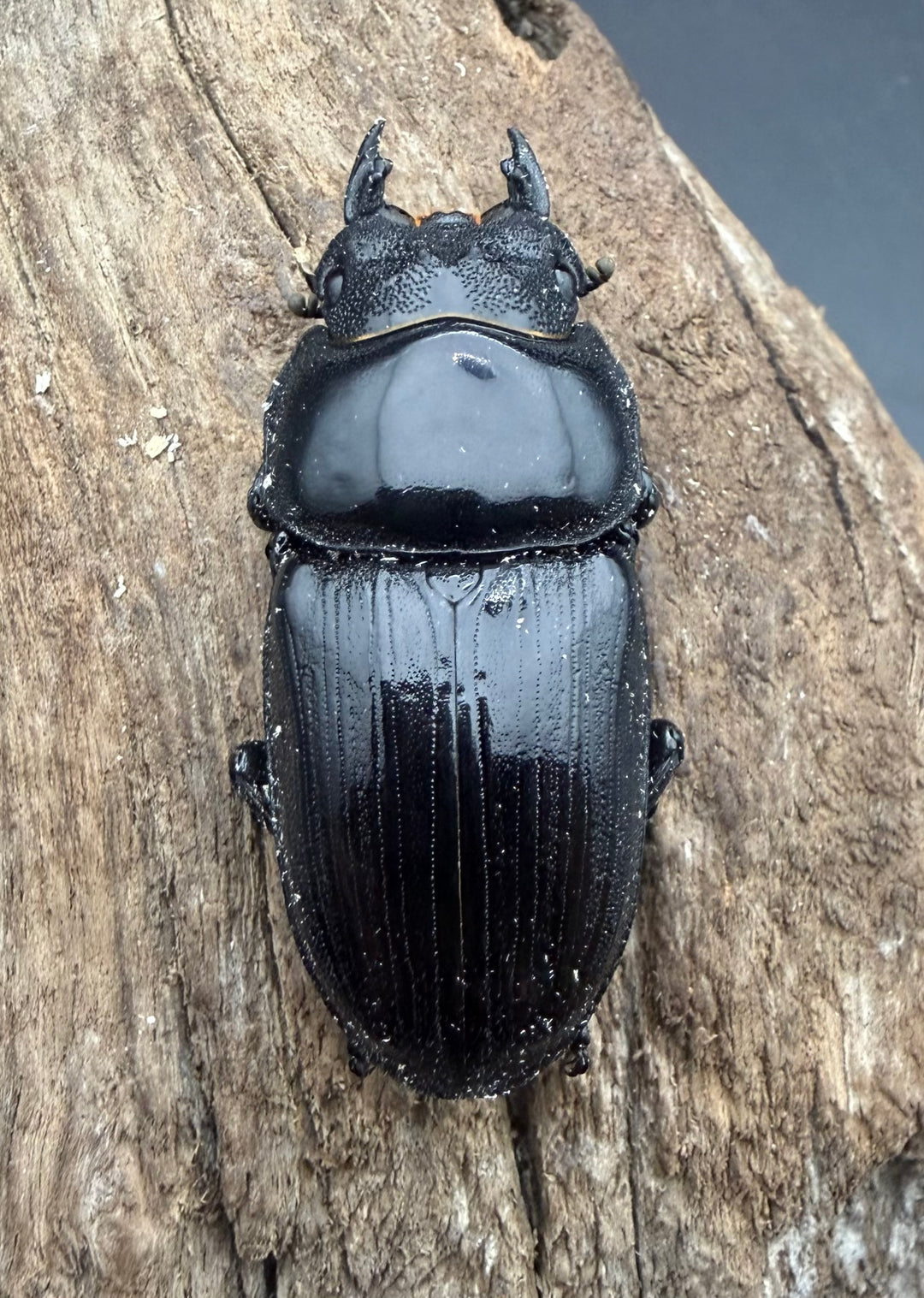 《オオクワガタ 能勢SR血統 50mm ♀単》