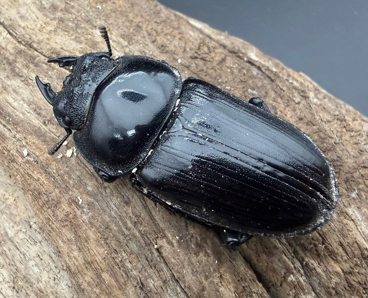 《オオクワガタ 能勢YG血統 49.5mm ♀単》