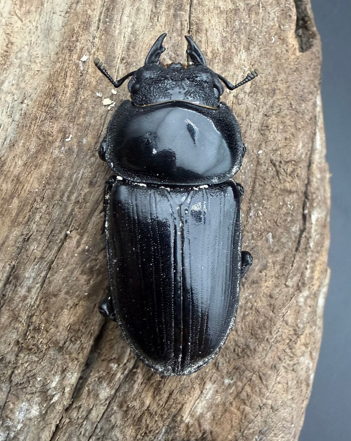 《オオクワガタ 能勢YG血統 49.5mm ♀単》