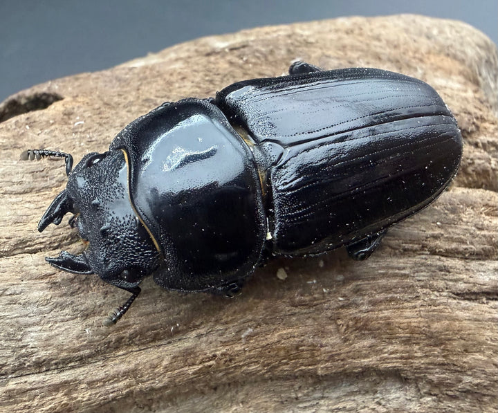 《オオクワガタ 能勢YG血統 52mm ♀単》
