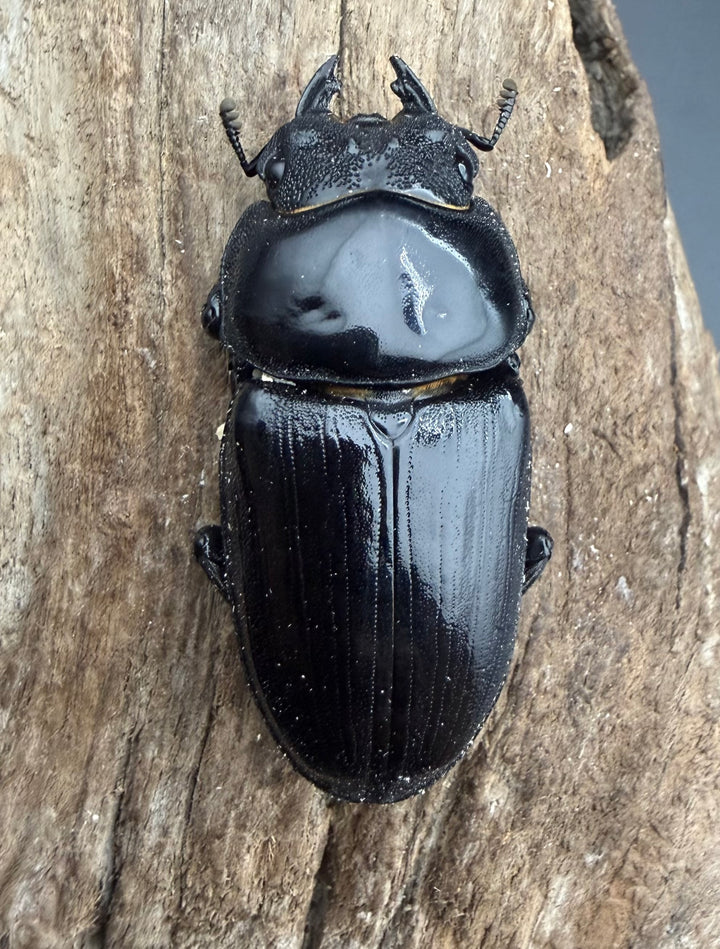 《オオクワガタ 能勢YG血統 52mm ♀単》