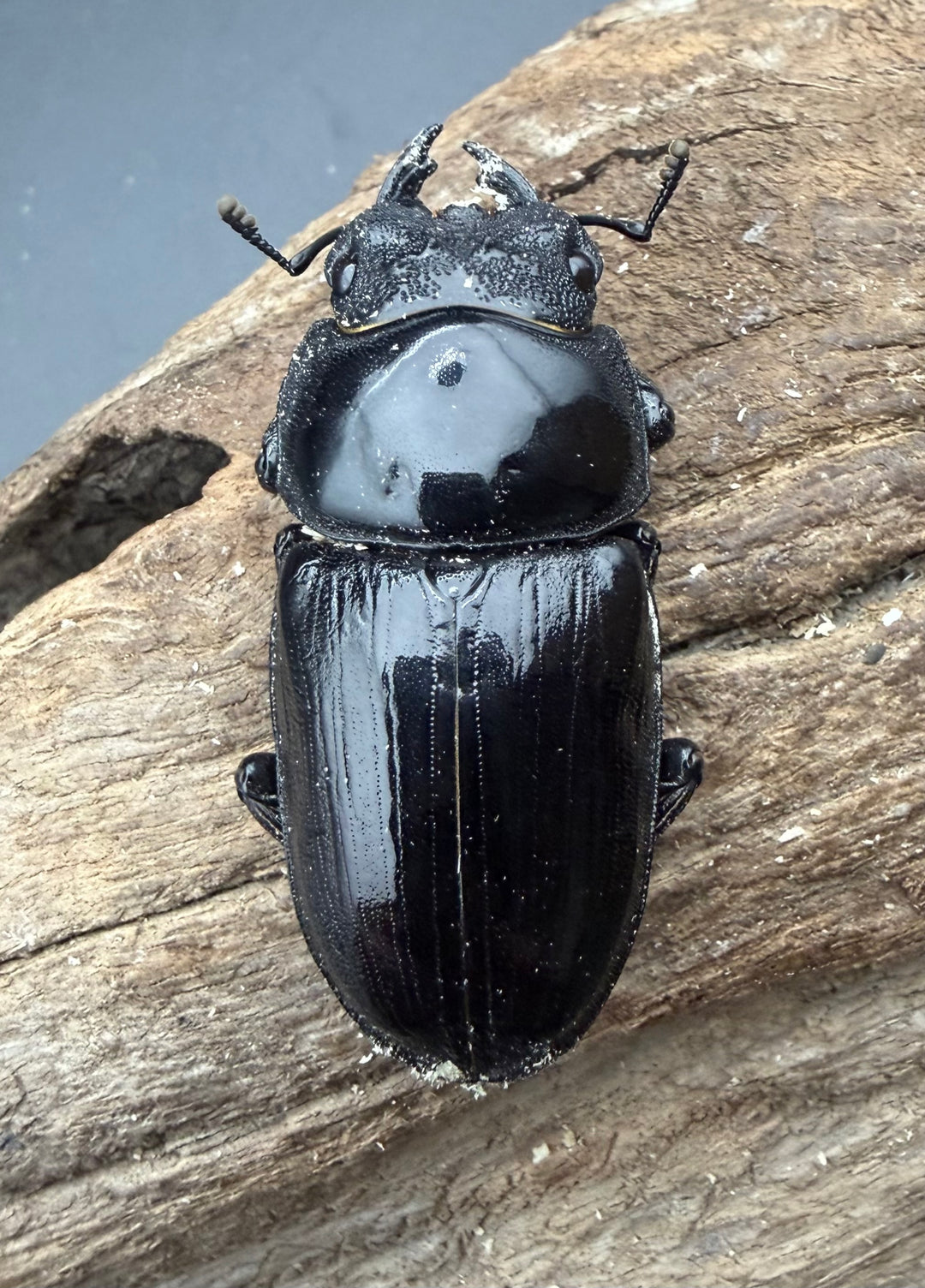 《オオクワガタ 能勢SR血統 50mm ♀単》