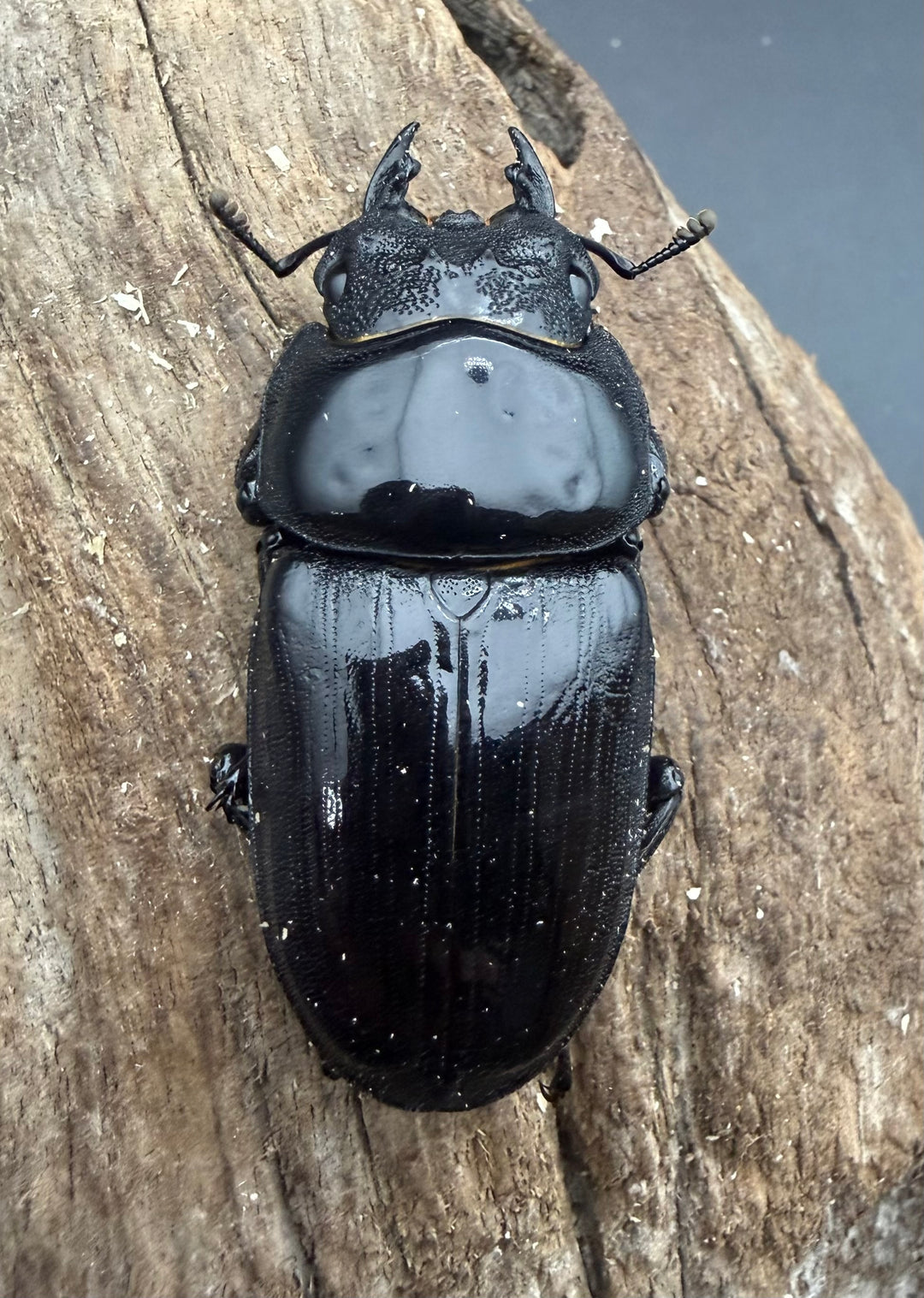 《オオクワガタ 能勢SR血統 52mm ♀単》