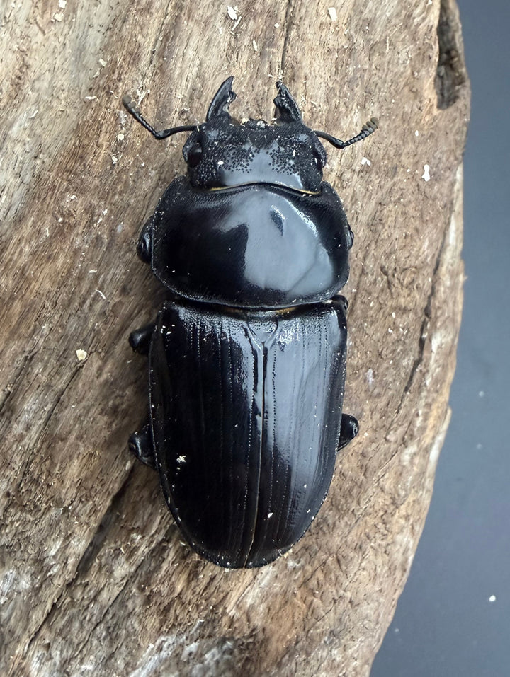 《オオクワガタ 能勢YG血統 51.5mm ♀単》