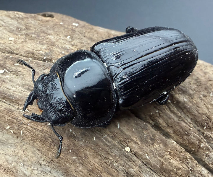 《オオクワガタ 能勢YG血統 50mm ♀単》