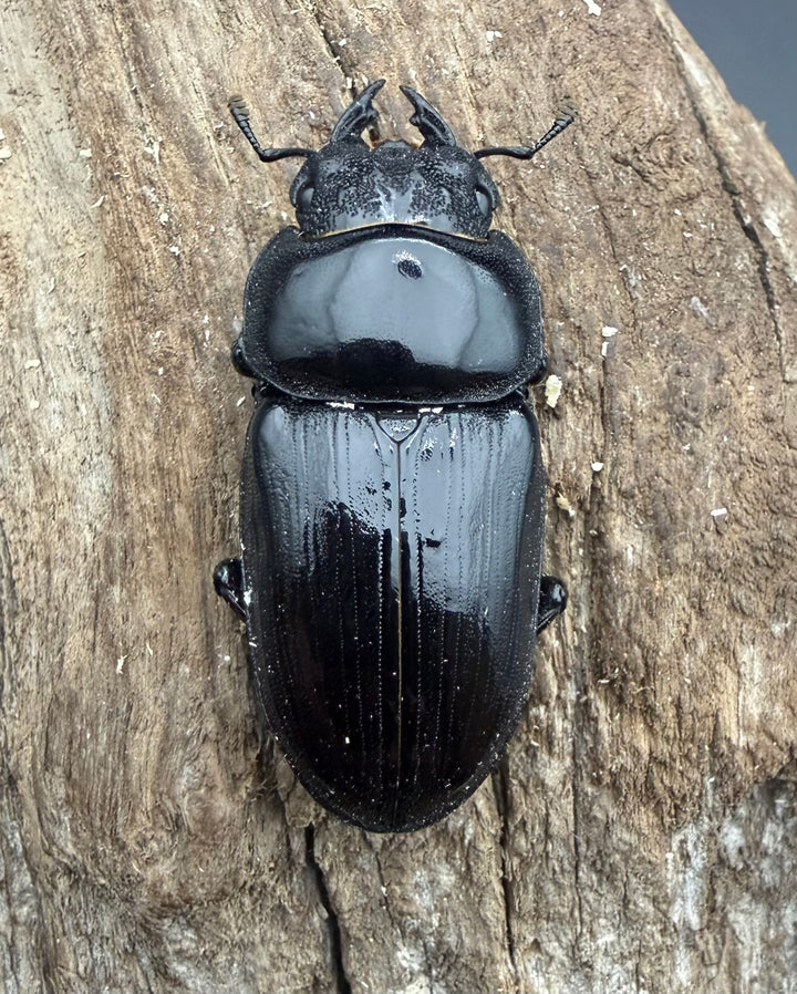 《オオクワガタ 能勢YG血統 50mm ♀単》