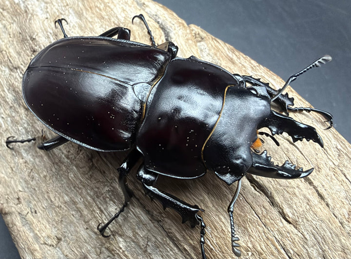 【《ヤエヤママルバネ 石垣島産 53mm ♂単》