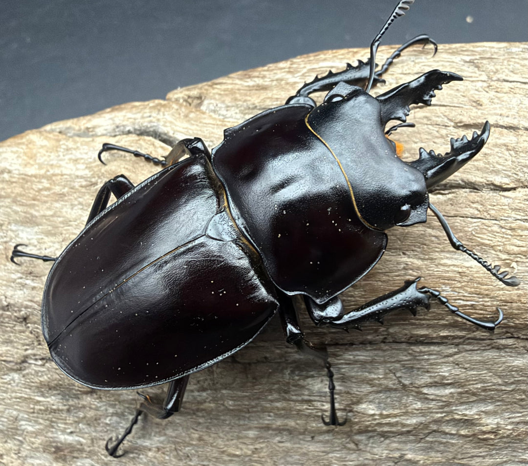 【《ヤエヤママルバネ 石垣島産 53mm ♂単》