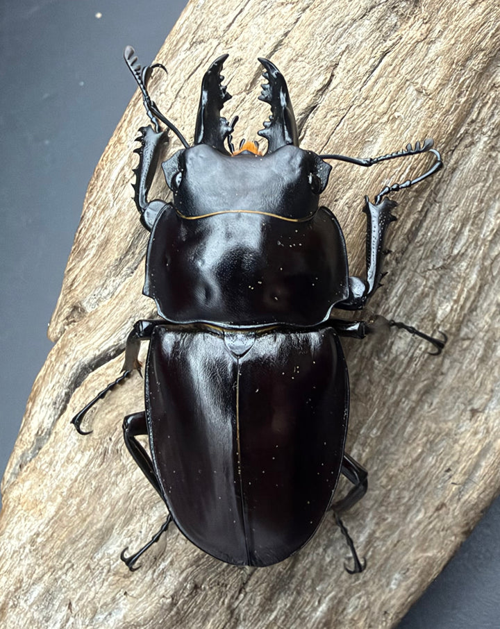 【《ヤエヤママルバネ 石垣島産 53mm ♂単》