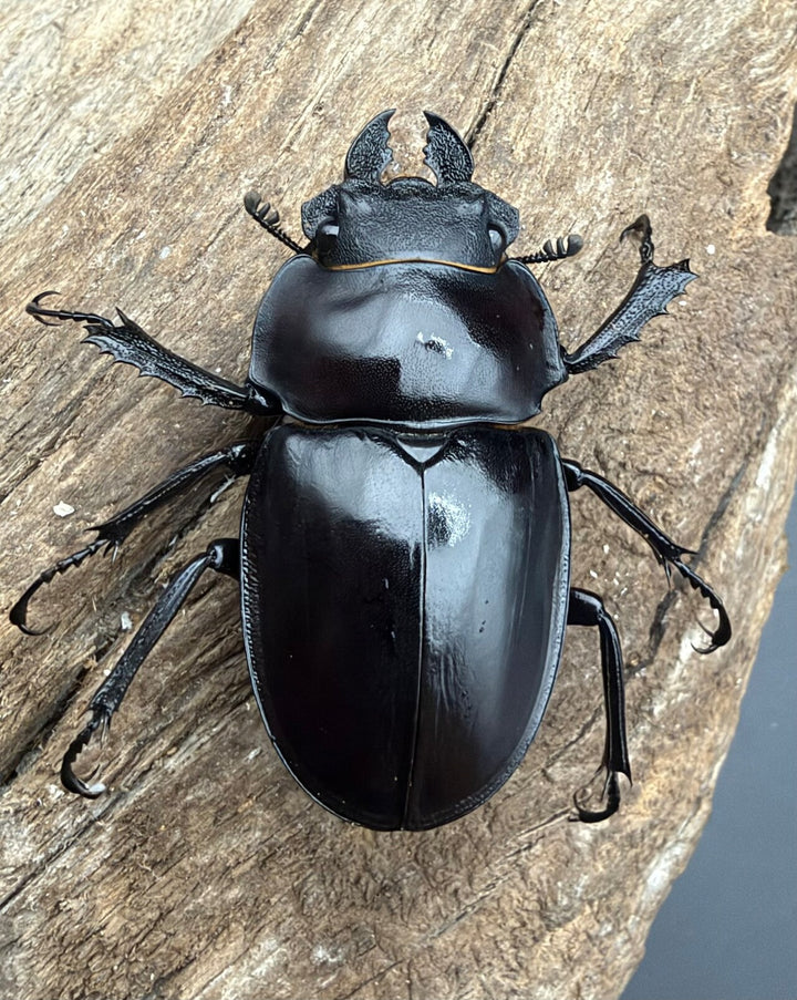【WF2】《ヤエヤママルバネ 西表島産 44.5mm ♂♀♀トリオ》