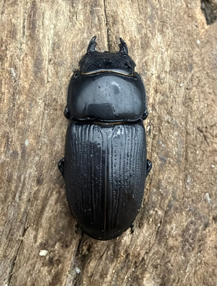 【WD】《ダエダリオンヒラタクワガタ 雲竜県産 65mm ペア》