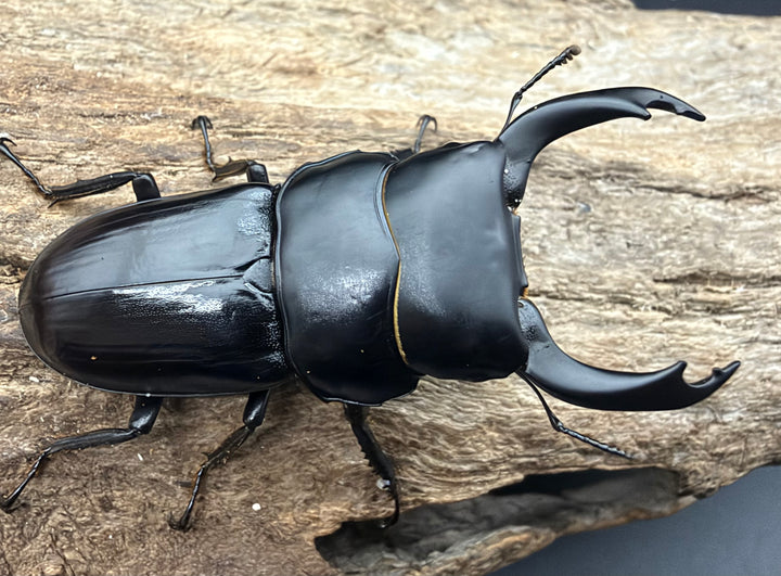 【WD】《ドルクス ノセ 53mm ペア》