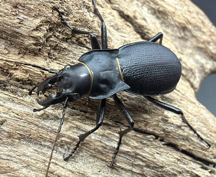 【WD】《Carabus acutithorax ペア》