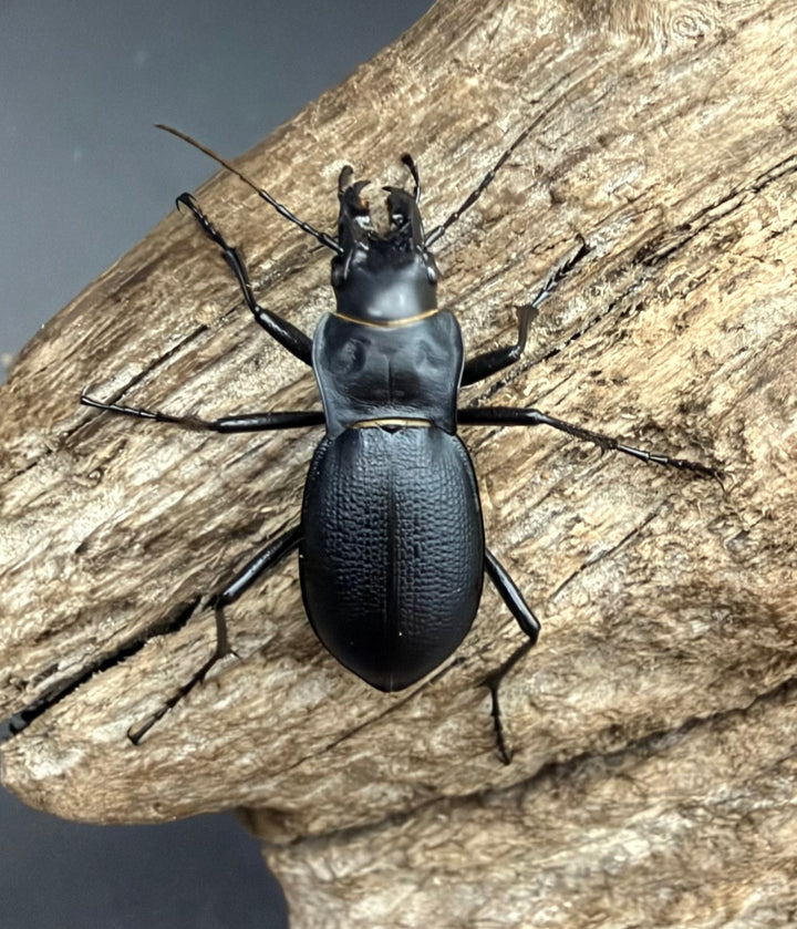 【WD】《Carabus acutithorax ペア》