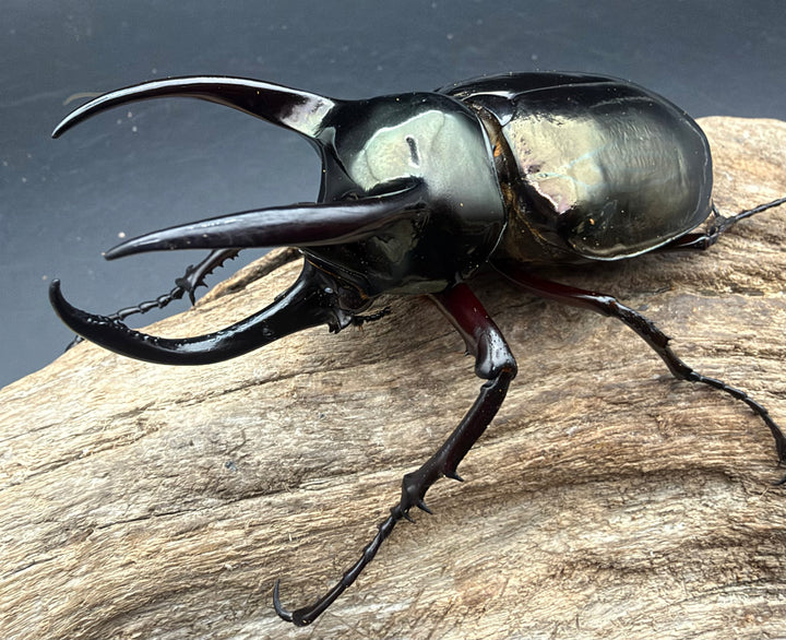 【WD】《アトラスオオカブト亜種マンテツ ベトナム産 87mm A'品ペア》
