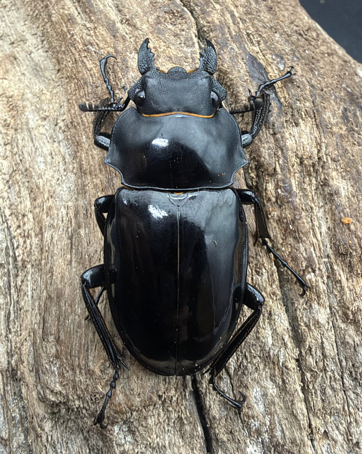 【WD】《インターメディアツヤクワガタ ネグロス島産 92mm ペア》