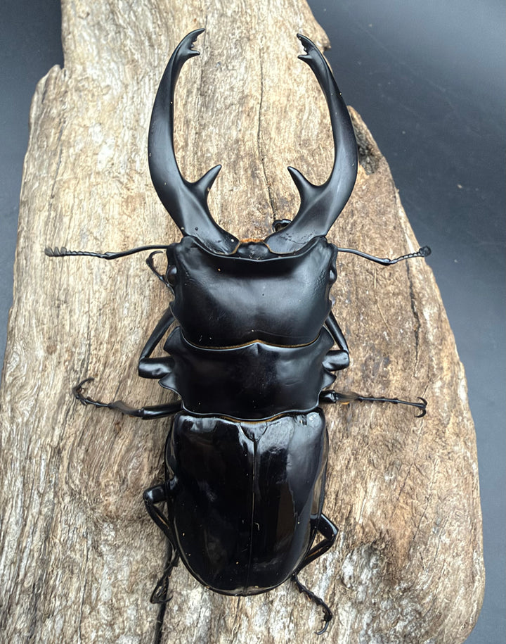 【WD】《インターメディアツヤクワガタ ネグロス島産 98mm ペア》
