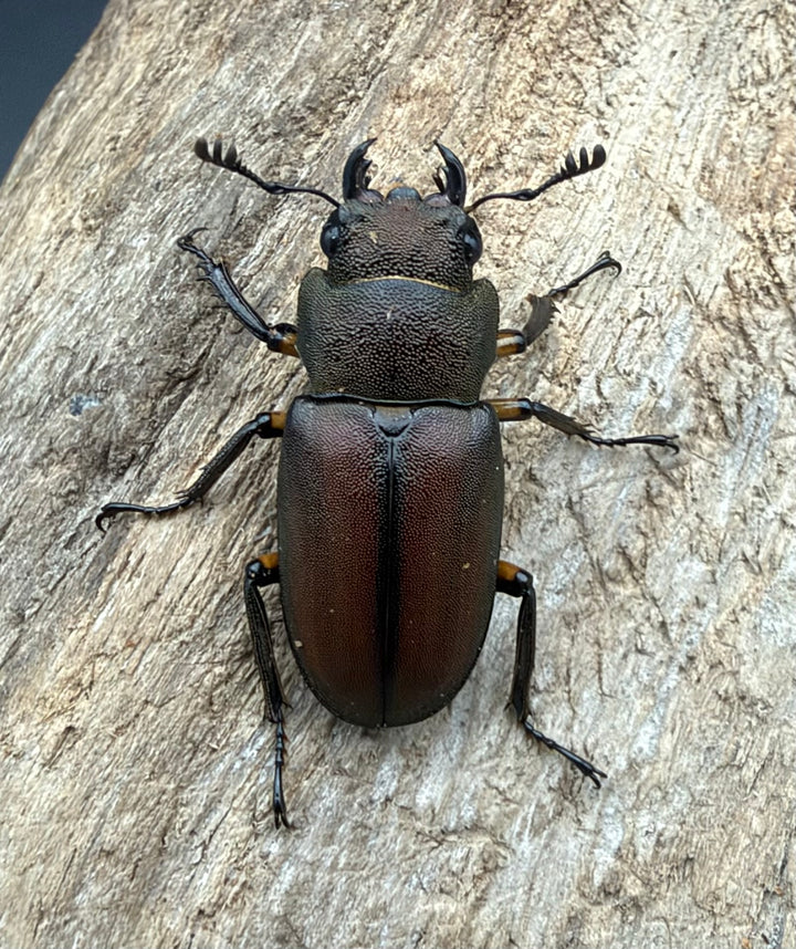 《メタリフェルホソアカ亜種サンギレンシス 72.5mm ペア》