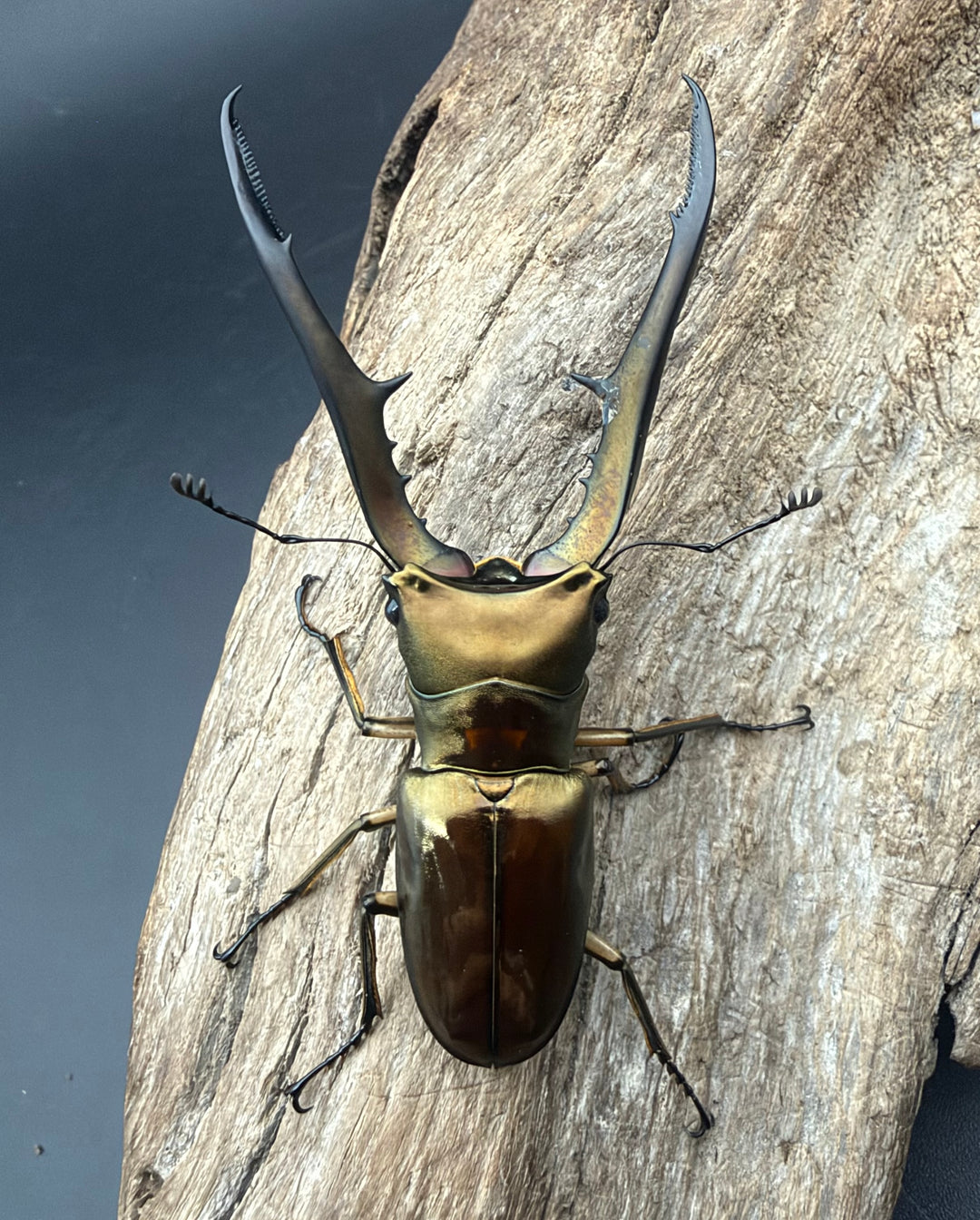 《メタリフェルホソアカ亜種サンギレンシス 74mm ペア》