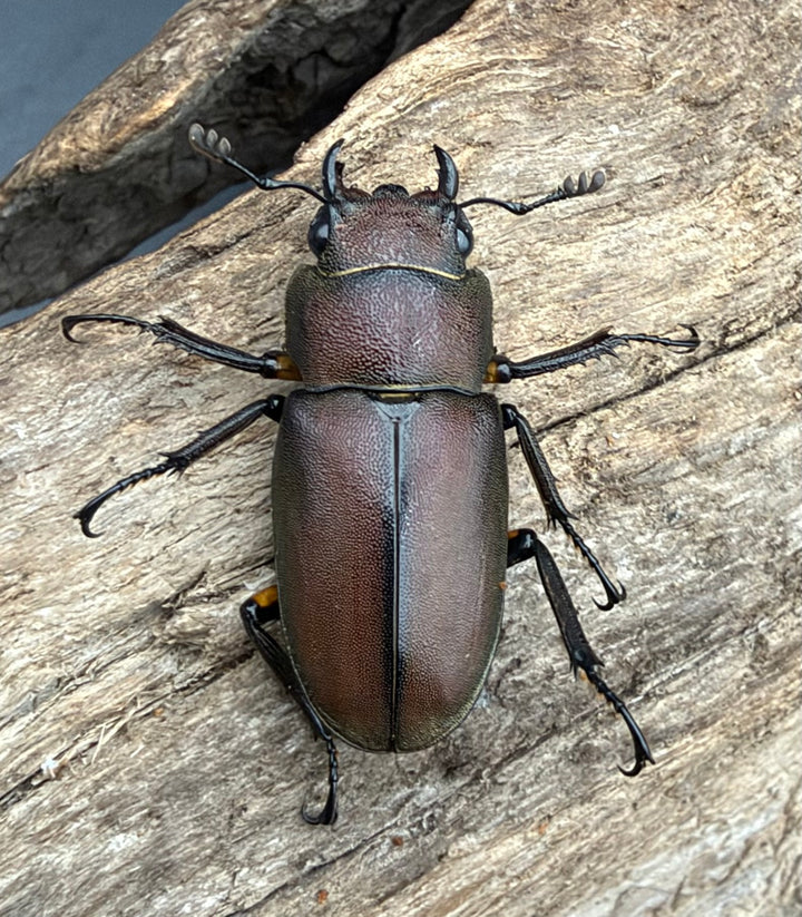 《メタリフェルホソアカ亜種サンギレンシス 74mm ペア》
