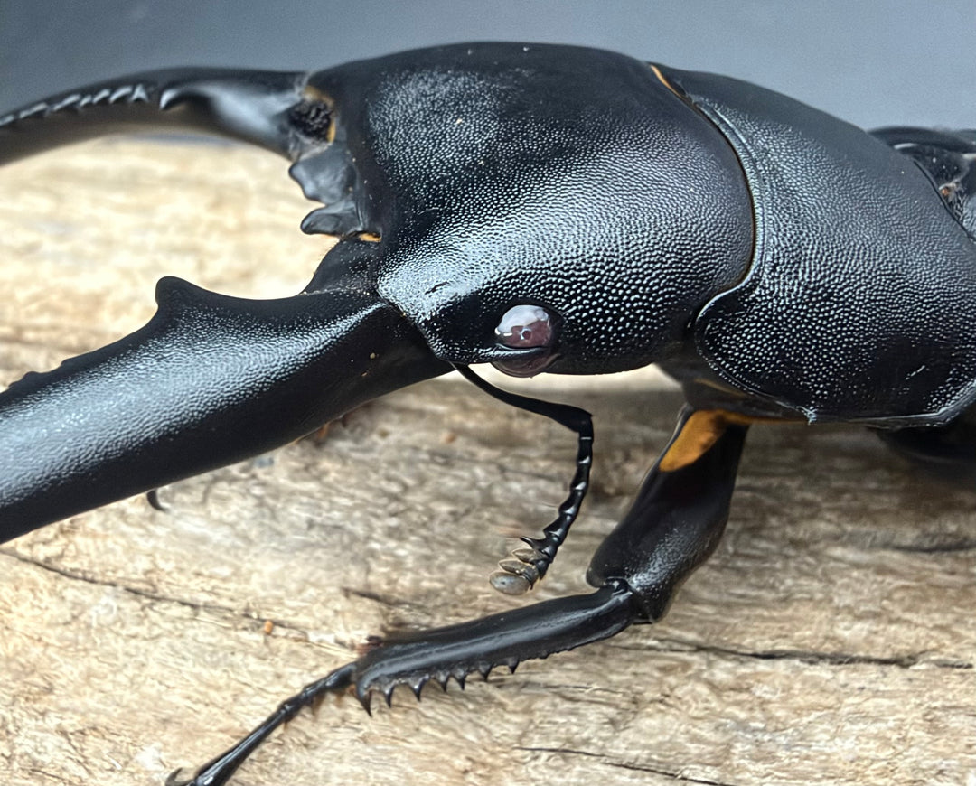 【赤目】《パラワンオオヒラタクワガタ レッドアイ 96mm ペア》