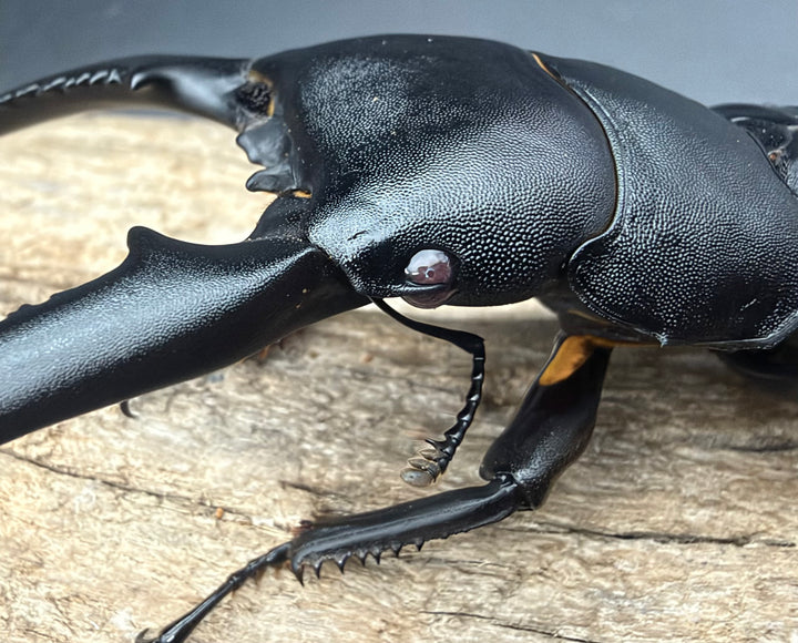 【赤目】《パラワンオオヒラタクワガタ レッドアイ 96mm ペア》