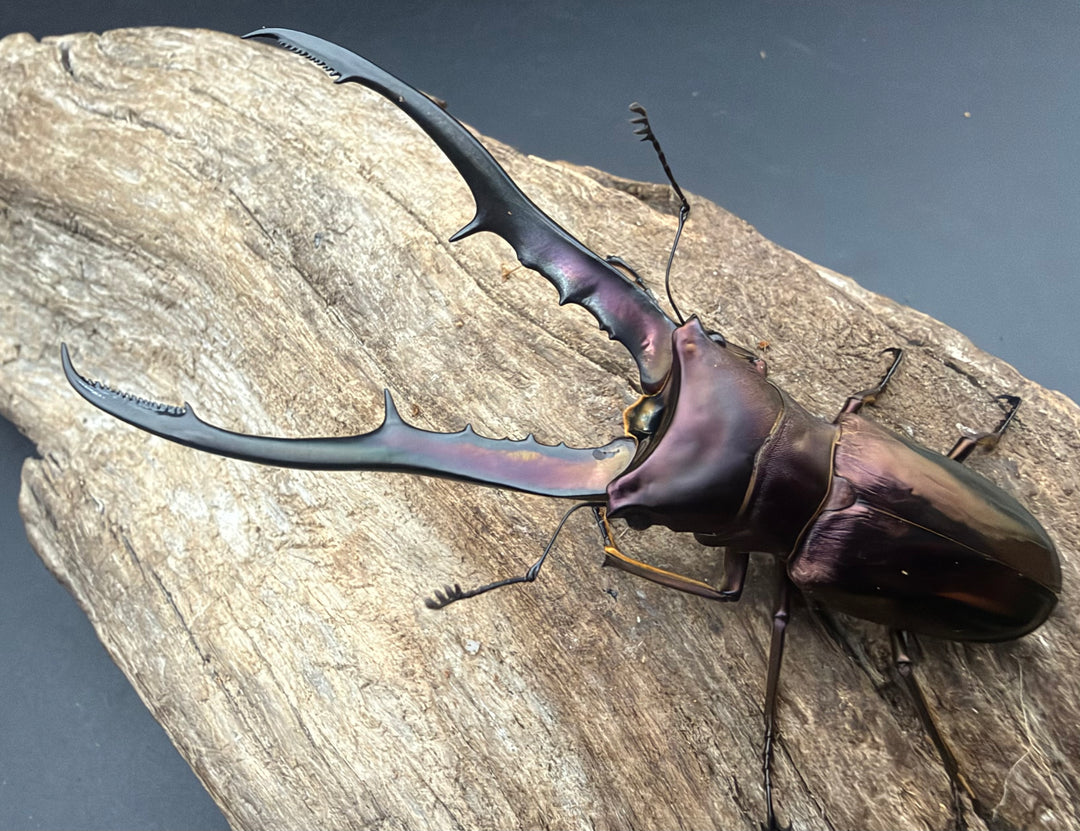 《メタリフェルホソアカ亜種フィナエ パープル系 81.5mm ペア》