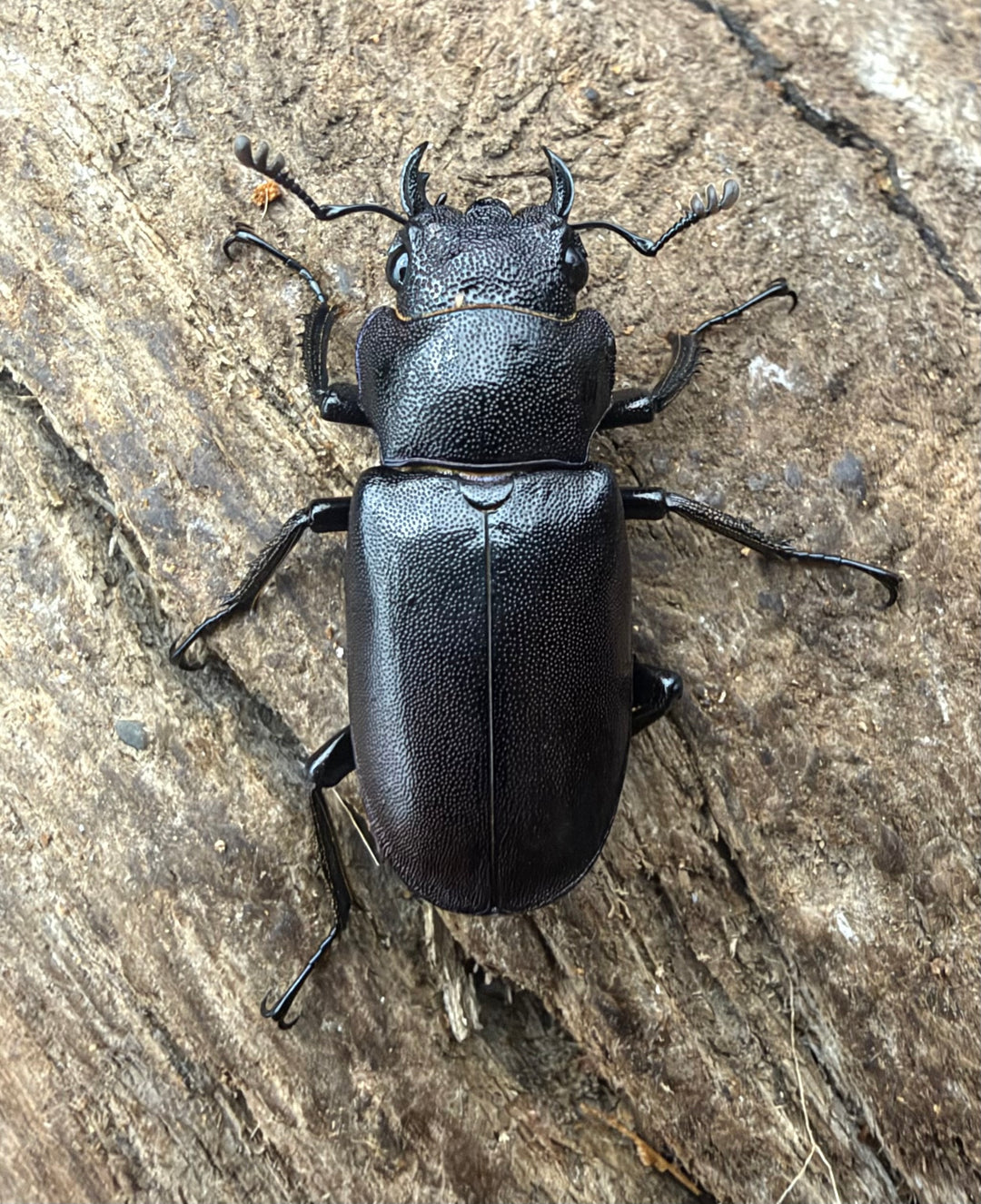 《メタリフェルホソアカ亜種フィナエ パープル系 81.5mm ペア》