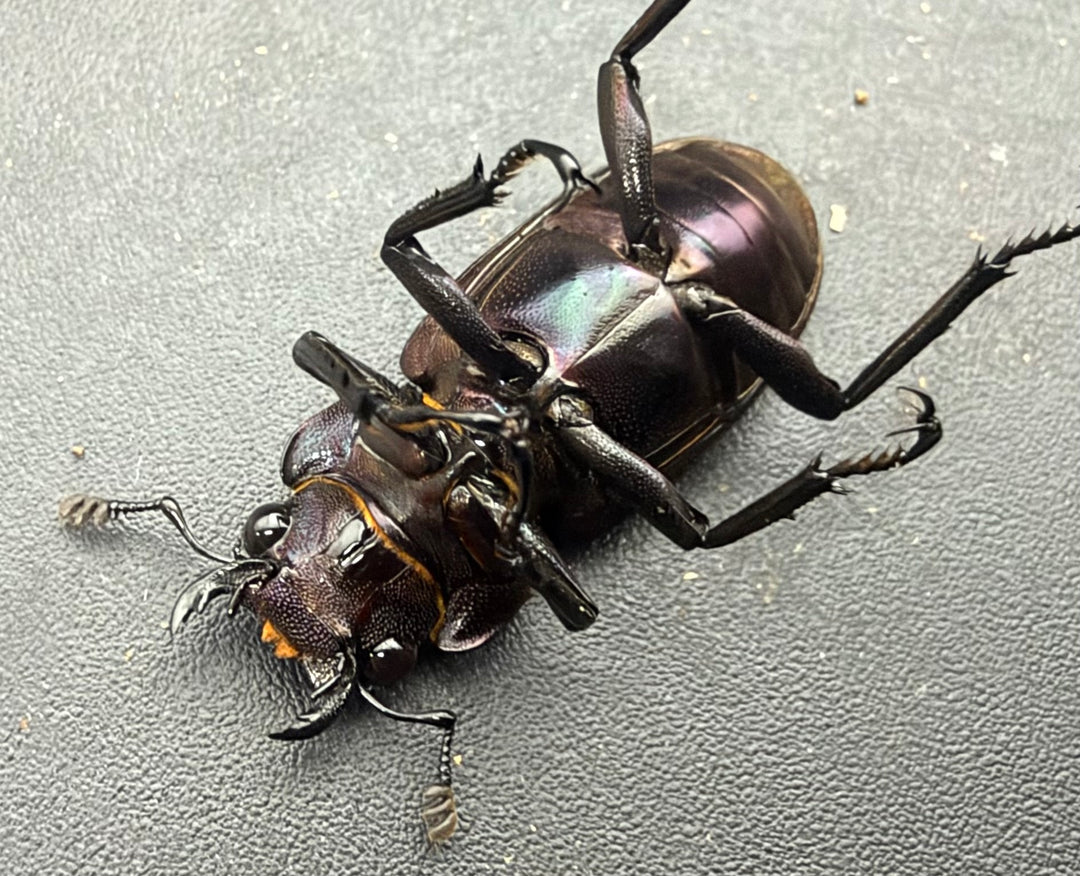 《メタリフェルホソアカ亜種フィナエ パープル系 81.5mm ペア》