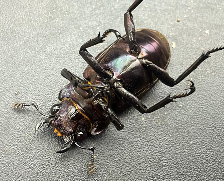 《メタリフェルホソアカ亜種フィナエ パープル系 81.5mm ペア》