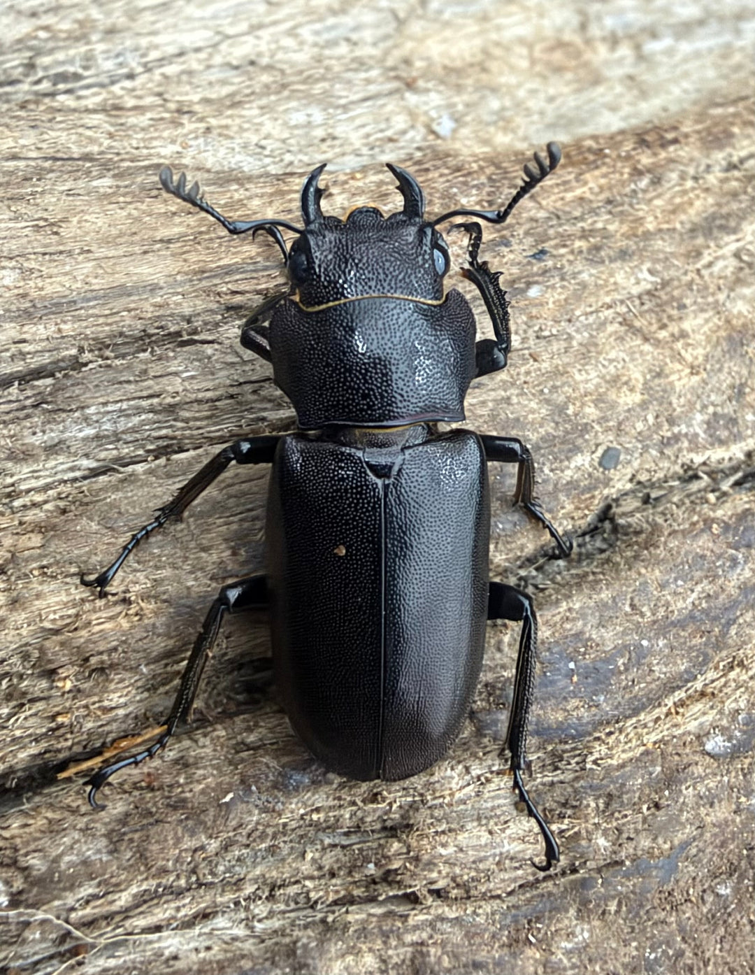 《メタリフェルホソアカ亜種フィナエ パープル系 81mm ペア》