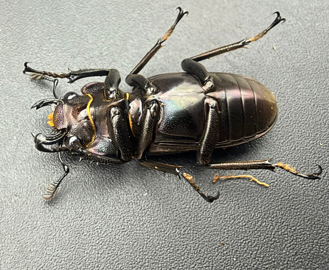 《メタリフェルホソアカ亜種フィナエ パープル系 81mm ペア》