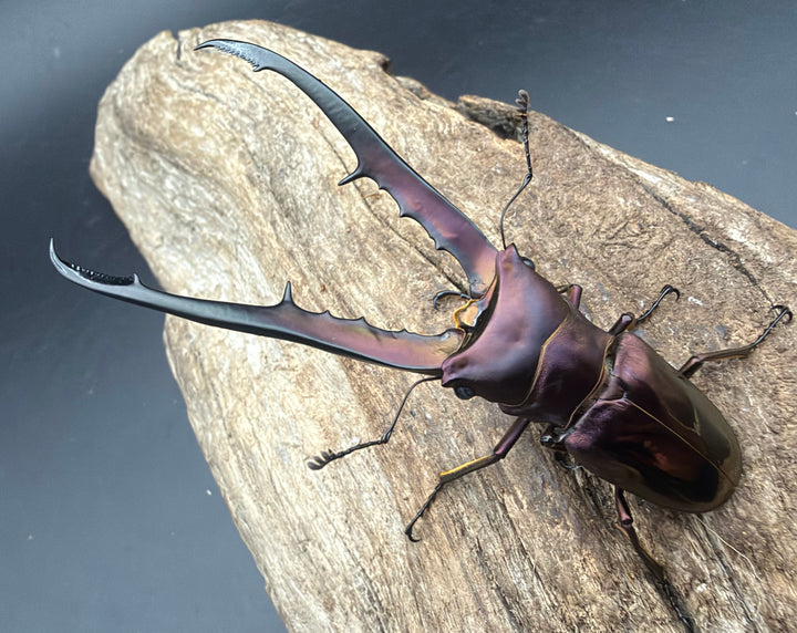 《メタリフェルホソアカ亜種フィナエ パープル系 79.5mm ペア》