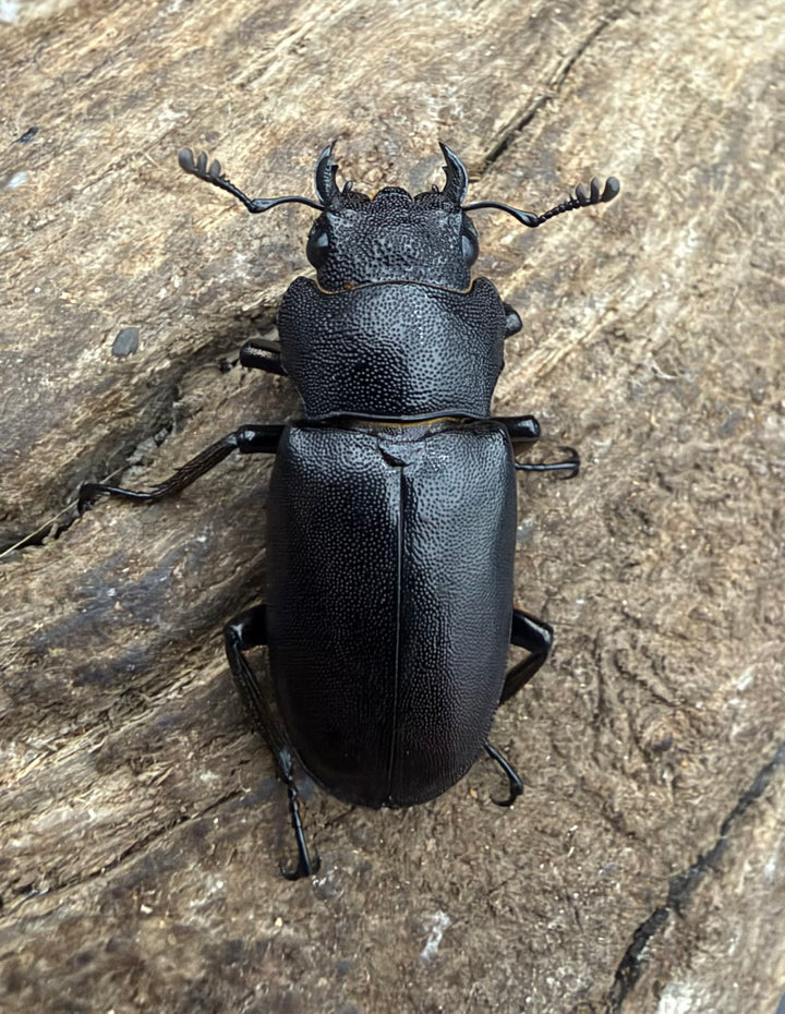 《メタリフェルホソアカ亜種フィナエ パープル系 79.5mm ペア》