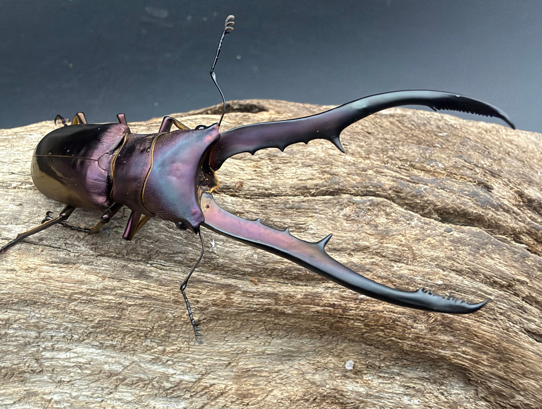 《メタリフェルホソアカ亜種フィナエ パープル系 73.5mm ペア》