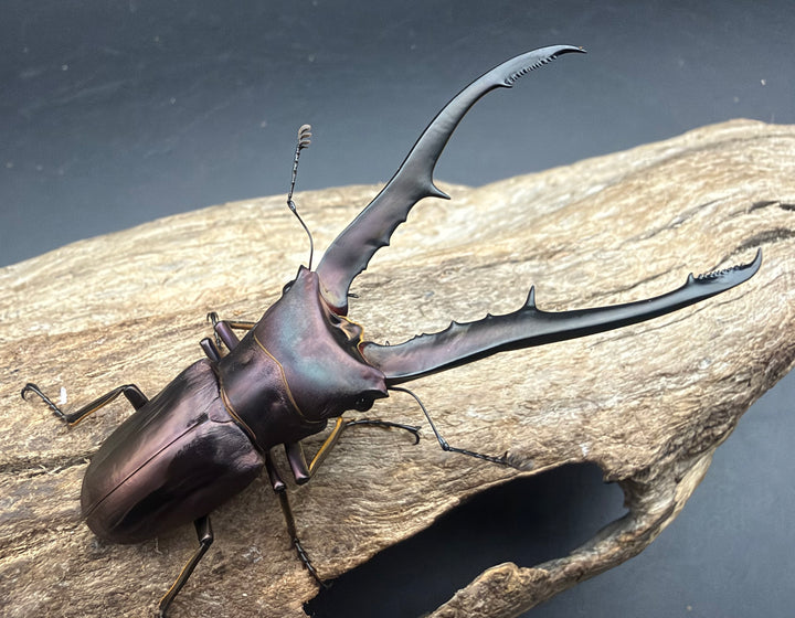 《メタリフェルホソアカ亜種フィナエ パープル系 73mm ペア》