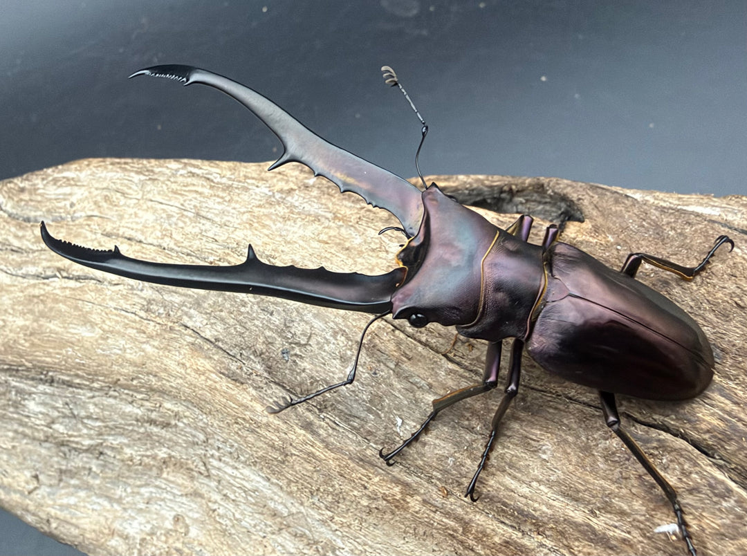 《メタリフェルホソアカ亜種フィナエ パープル系 73mm ペア》