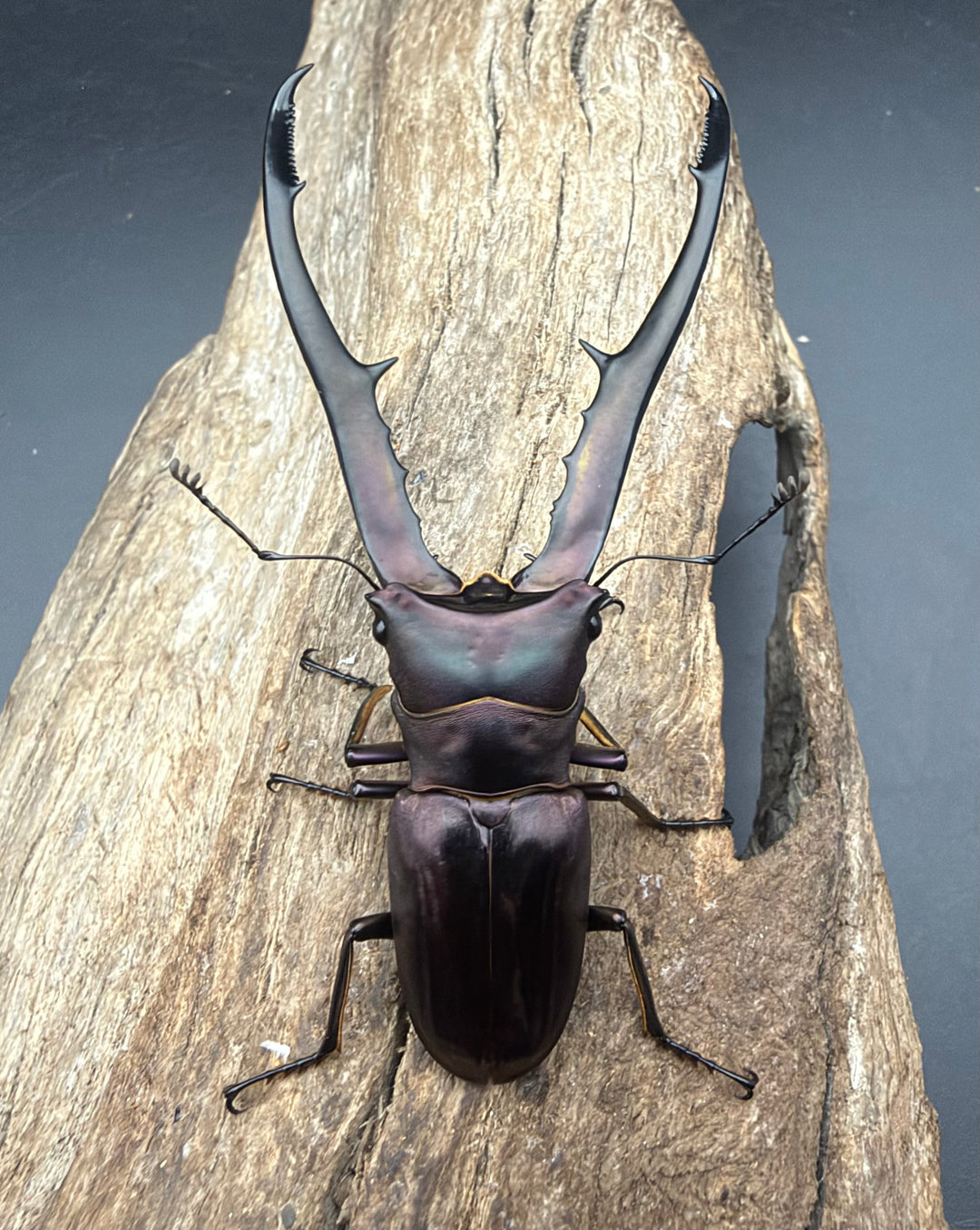 《メタリフェルホソアカ亜種フィナエ パープル系 73mm ペア》