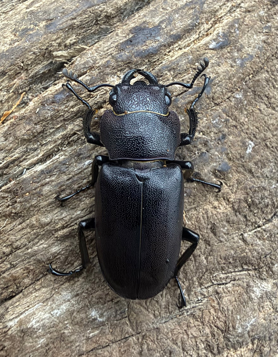 《メタリフェルホソアカ亜種フィナエ パープル系 73mm ペア》