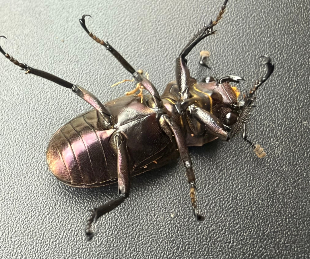 《メタリフェルホソアカ亜種フィナエ パープル系 73mm ペア》