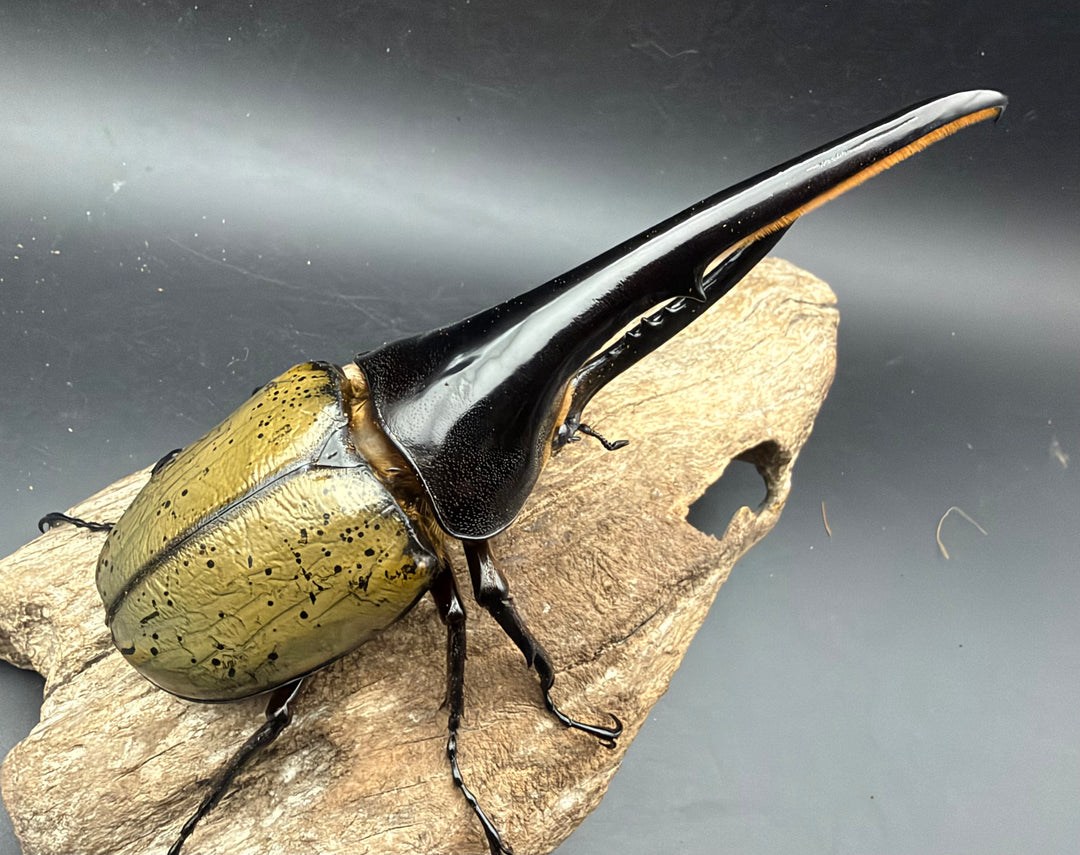 《ヘラクレス・ヘラクレス 156.5mm ペア》